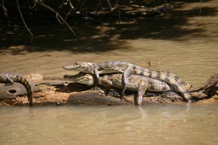 Caño Negro